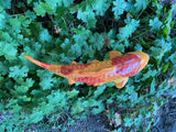 Koi Fish - Persimmon, Ceramic Garden Sculpture by JJ Potts