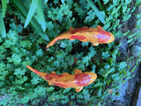 Koi Fish - Persimmon, Ceramic Garden Sculpture by JJ Potts